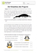 Arbeitsblatt: Der Körperbau des Pinguins