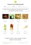 Arbeitsblatt: Getreide-Arten zuordnen