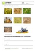 Arbeitsblatt: Getreidearten beschriften