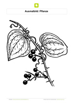 Ausmalbild Pflanze mit Knospen
