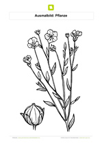 Ausmalbild Pflanze mit Stengel und Blüten