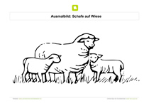 Ausmalbild Schafe auf Wiese