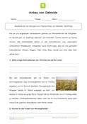 Arbeitsblatt: Anbau von Getreide