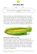 Arbeitsblatt: Arbeitsblatt Mais: Text und Aufgaben