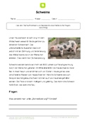 Arbeitsblatt: Arbeitsblatt Schweine