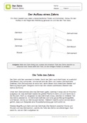Arbeitsblatt: Aufbau eines Zahns