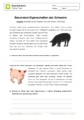 Arbeitsblatt: Besondere Eigenschaften des Schweins