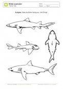 Arbeitsblatt: Bilder von Haien ausmalen