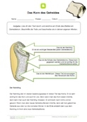 Arbeitsblatt: Das Korn des Getreides