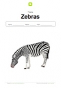 Deckblatt Zebra