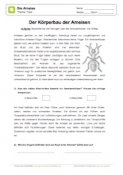 Arbeitsblatt: Der Körperbau bei Ameisen