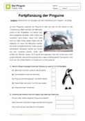 Arbeitsblatt: Fortpflanzung der Pinguine