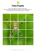 Arbeitsblatt: Fotopuzzle Spinne