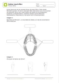 Arbeitsblatt: Gebiss beschriften