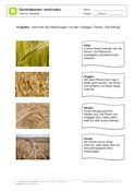 Arbeitsblatt: Getreidearten - Abbildungen mit Text verbinden