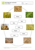 Arbeitsblatt: Getreidesorten - Bilder und Namen verbinden