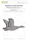 Arbeitsblatt: Köperteile vom Vogel beschriften