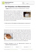 Arbeitsblatt: Körperbau der Meerschweinchen