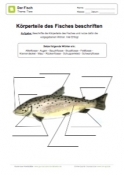 Arbeitsblatt: Körpereile Fisch beschriften