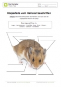 Arbeitsblatt: Körpereile vom Hamster beschriften