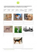 Arbeitsblatt: Körpersprache bei Hunden