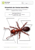 Arbeitsblatt: Körperteile der Ameise beschriften