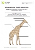 Arbeitsblatt: Körperteile der Giraffe beschriften