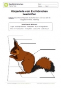 Arbeitsblatt: Körperteile des Eichhörnchens beschriften