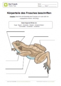 Arbeitsblatt: Körperteile vom Frosch beschriften