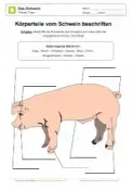Schweine Kostenlose Arbeitsblatter