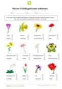 Arbeitsblatt Namen von Frühlingsblumen erkennen