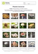 Arbeitsblatt: Pilzarten benennen