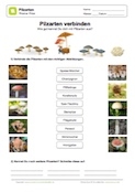 Arbeitsblatt: Pilznamen mit Abbildungen verbinden