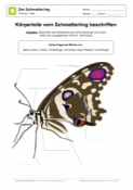 Arbeitsblatt: Schmetterling beschriften