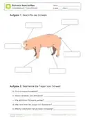 Arbeitsblatt Huhn Beschriften