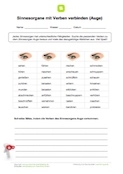 Sinnesorgan mit Verben verbinden: Auge