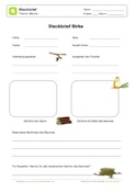 Steckbrief Birke Steckbrief Birke