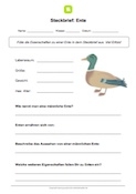 Arbeitsblatt Steckbrief Ente