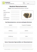 Arbeitsblatt: Steckbrief Meerschweinchen