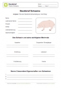Arbeitsblatt: Steckbrief Schwein