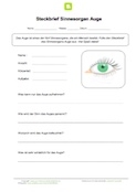 Steckbrief Sinnesorgan Auge
