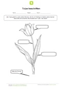 Tulpe beschriften