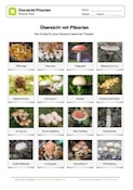 Arbeitsblatt: Übersicht Pilzarten