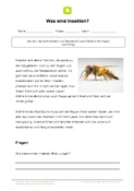 Arbeitsblatt: Was sind Insekten?