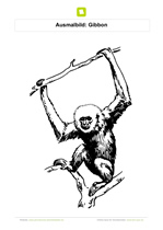 Ausmalbild Affe Gibbon