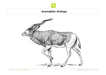 Ausmalbild Antilope