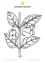 Ausmalbild Bachblüte