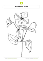 Ausmalbild Blume mit Zweigen