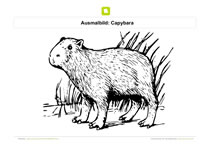 Ausmalbild Capybara