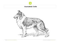 Ausmalbild Collie